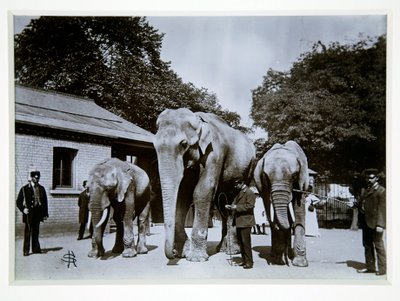 Jumbo der Elefant im Londoner Zoo, 1870er Jahre von English Photographer